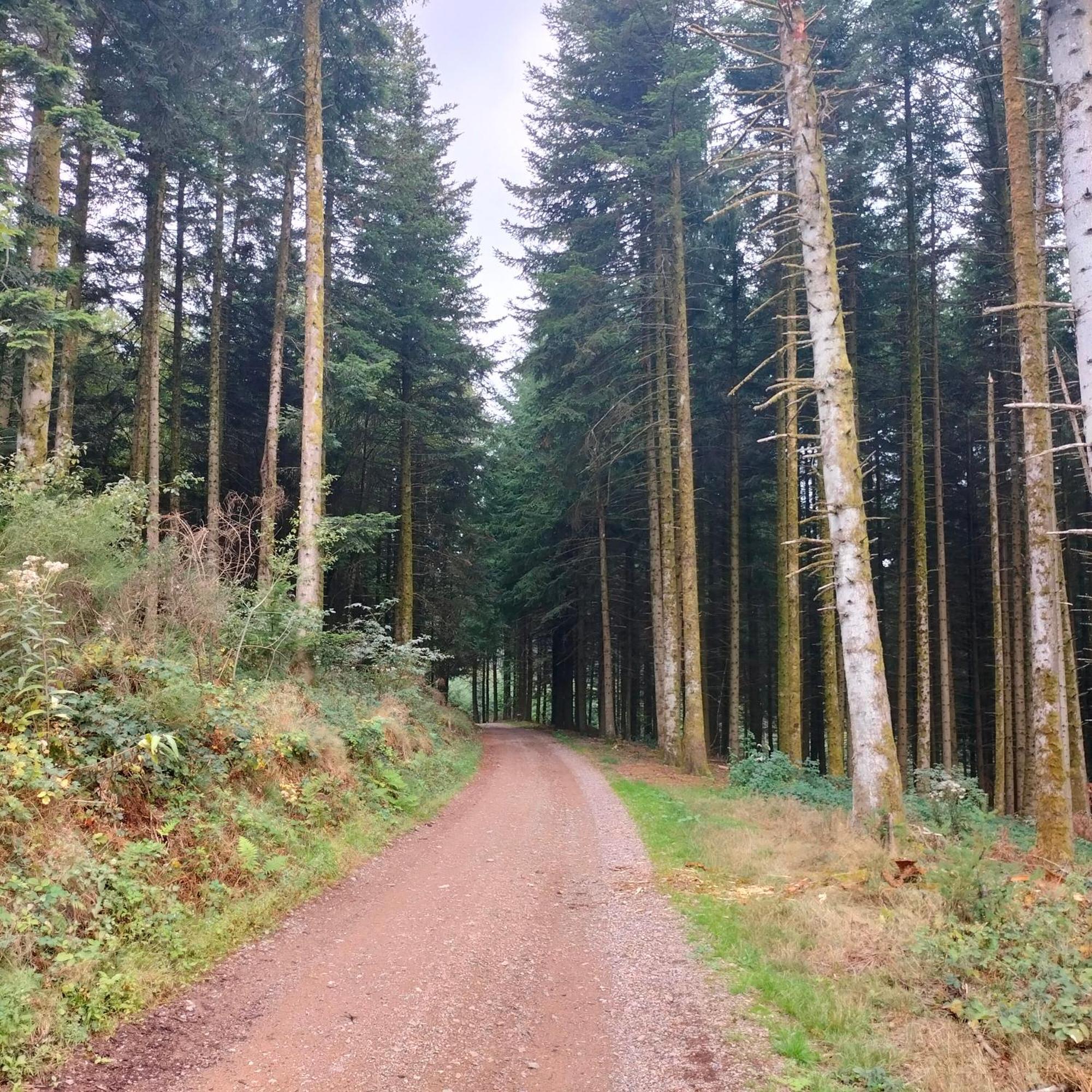 Gite Des Sapins Ranchal エクステリア 写真